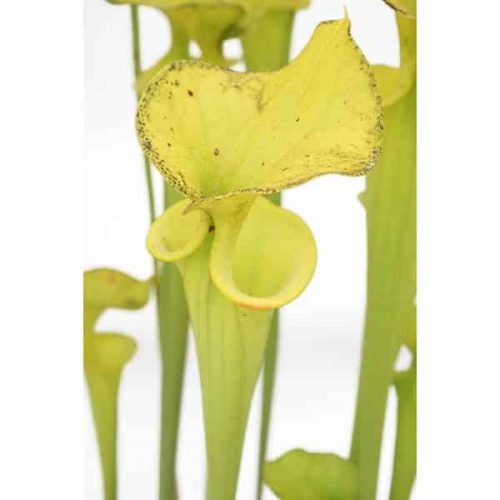 31nViSVVt90ZUrqCntqG.jpg 31nViSVVt90ZUrqCntqG.jpg