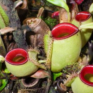 Nepenthes