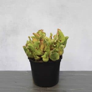 Sarracenia purpurea ssp. venosa var. montana, Oakey Mt, Rabun Co., Georgia, 10-12 cm