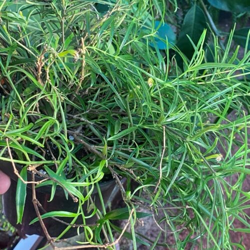 38n6FYt6FPk55ztNRzuY.jpg 38n6FYt6FPk55ztNRzuY.jpg