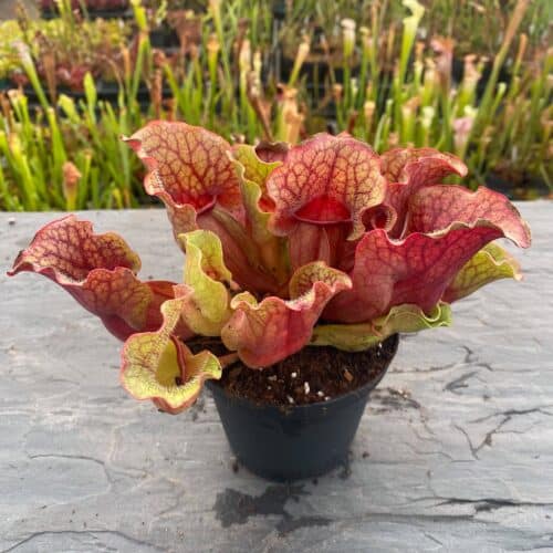 3BSNzohd7Ix8Tpgux51l.jpg 3BSNzohd7Ix8Tpgux51l.jpg