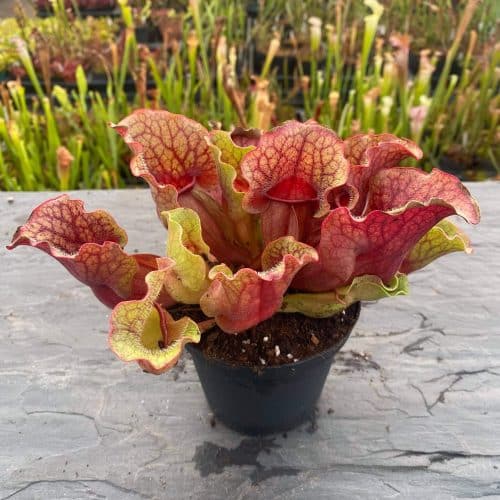 3BSNzohd7Ix8Tpgux51l.jpg 3BSNzohd7Ix8Tpgux51l.jpg