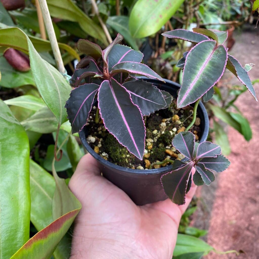 Labisia tricolor