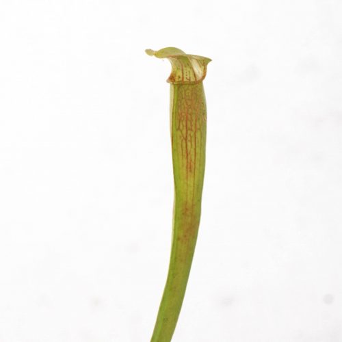 3Pcqrn5aQTlQ5ZMnoWfE.jpg 3Pcqrn5aQTlQ5ZMnoWfE.jpg