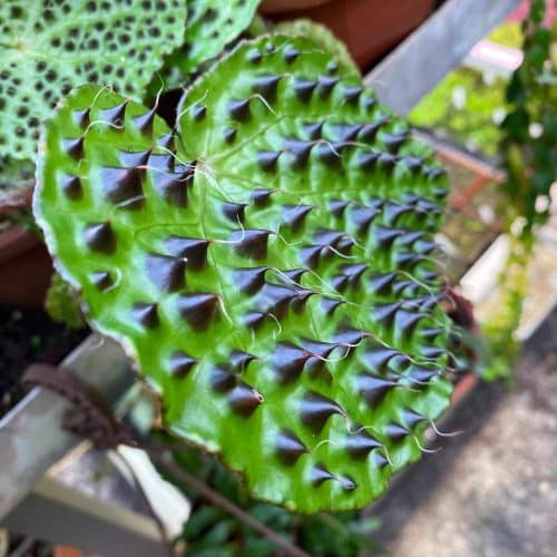 3YrSGT61Nb0eNlvv7bQ8.jpg 3YrSGT61Nb0eNlvv7bQ8.jpg