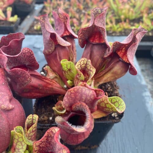 3akHqouLAQkHzE0VVwpt.jpg 3akHqouLAQkHzE0VVwpt.jpg