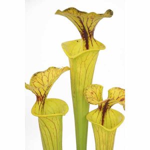 Sarracenia flava var. flava Giant, Reading University