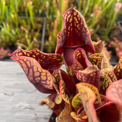 3tDd1oSYRzHegzfe1Az6.jpg 3tDd1oSYRzHegzfe1Az6.jpg