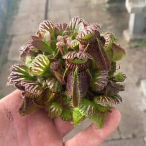 Cephalotus follicularis, adult pitchers