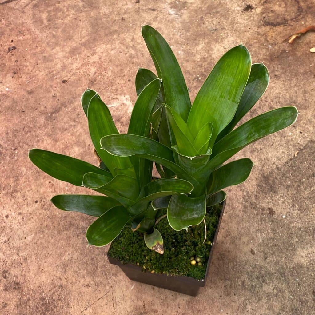 carnivorsandmore – Deine Quelle für seltene Pflanzen Brocchinia reducta