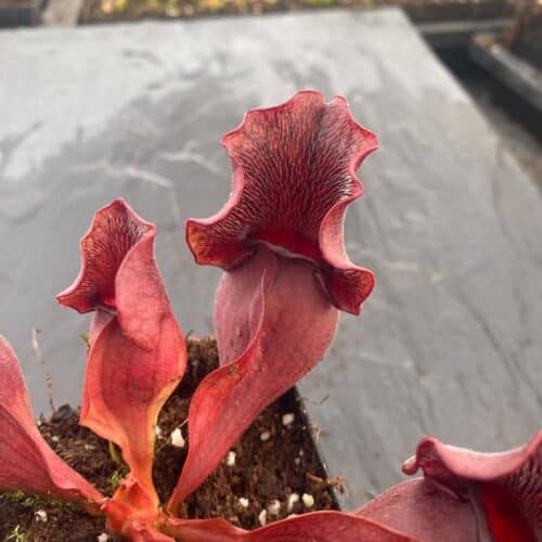 419aXuGhNQGi4Ry16m6V.jpg 419aXuGhNQGi4Ry16m6V.jpg