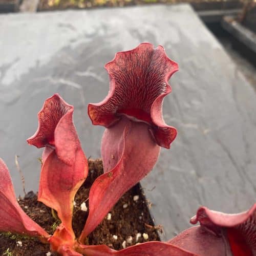 419aXuGhNQGi4Ry16m6V.jpg 419aXuGhNQGi4Ry16m6V.jpg