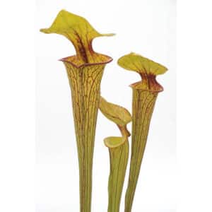 Sarracenia flava var. ornata, Apalachicola, MK F 37