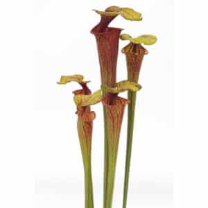 Sarracenia flava var. ornata "Very Tall Pitchers"