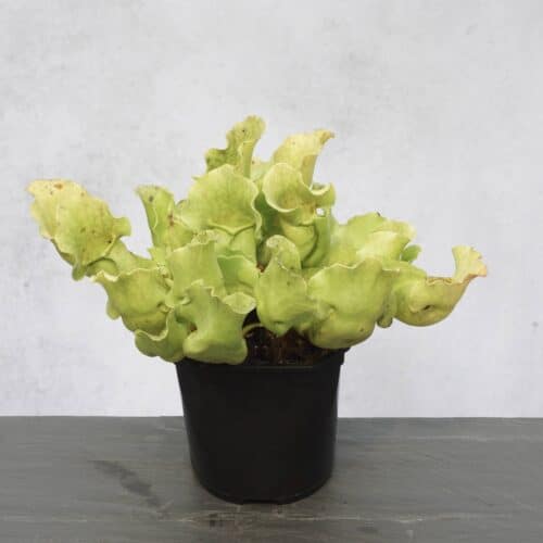 4A2BEtLGViKLPGr4m2Hn.jpg 4A2BEtLGViKLPGr4m2Hn.jpg