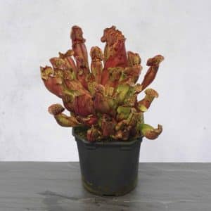 Sarracenia purpurea ssp. purpurea "Extremly dense form"ﾠ