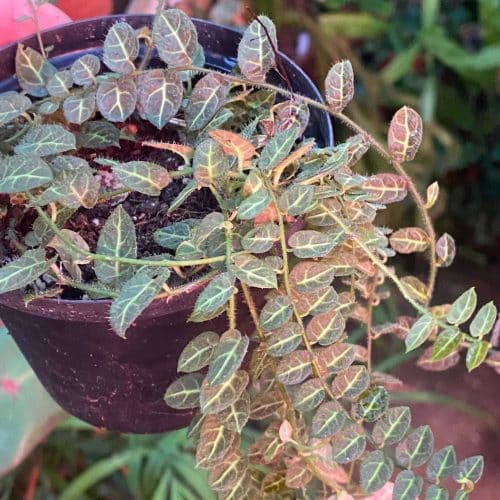 4FUPSqS0UZhZsvXnJVxR.jpg 4FUPSqS0UZhZsvXnJVxR.jpg