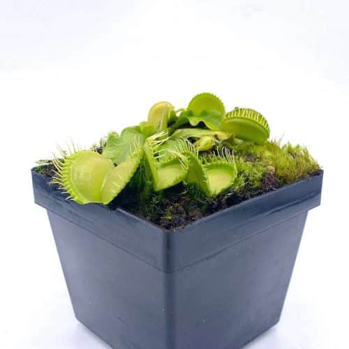 4GkBFlPS9gwEP0lJLunE.jpg 4GkBFlPS9gwEP0lJLunE.jpg