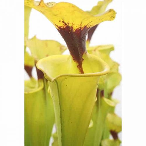 4O4JFqGNclDCFWrs7jxA.jpg 4O4JFqGNclDCFWrs7jxA.jpg