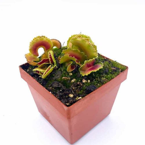 4QmWstO6aacIKNleSpvT.jpg 4QmWstO6aacIKNleSpvT.jpg