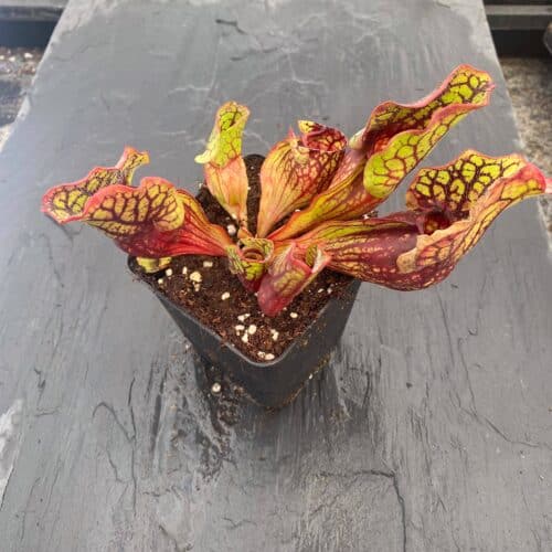 4XfC6asaIDhh2U2ijDQc.jpg 4XfC6asaIDhh2U2ijDQc.jpg