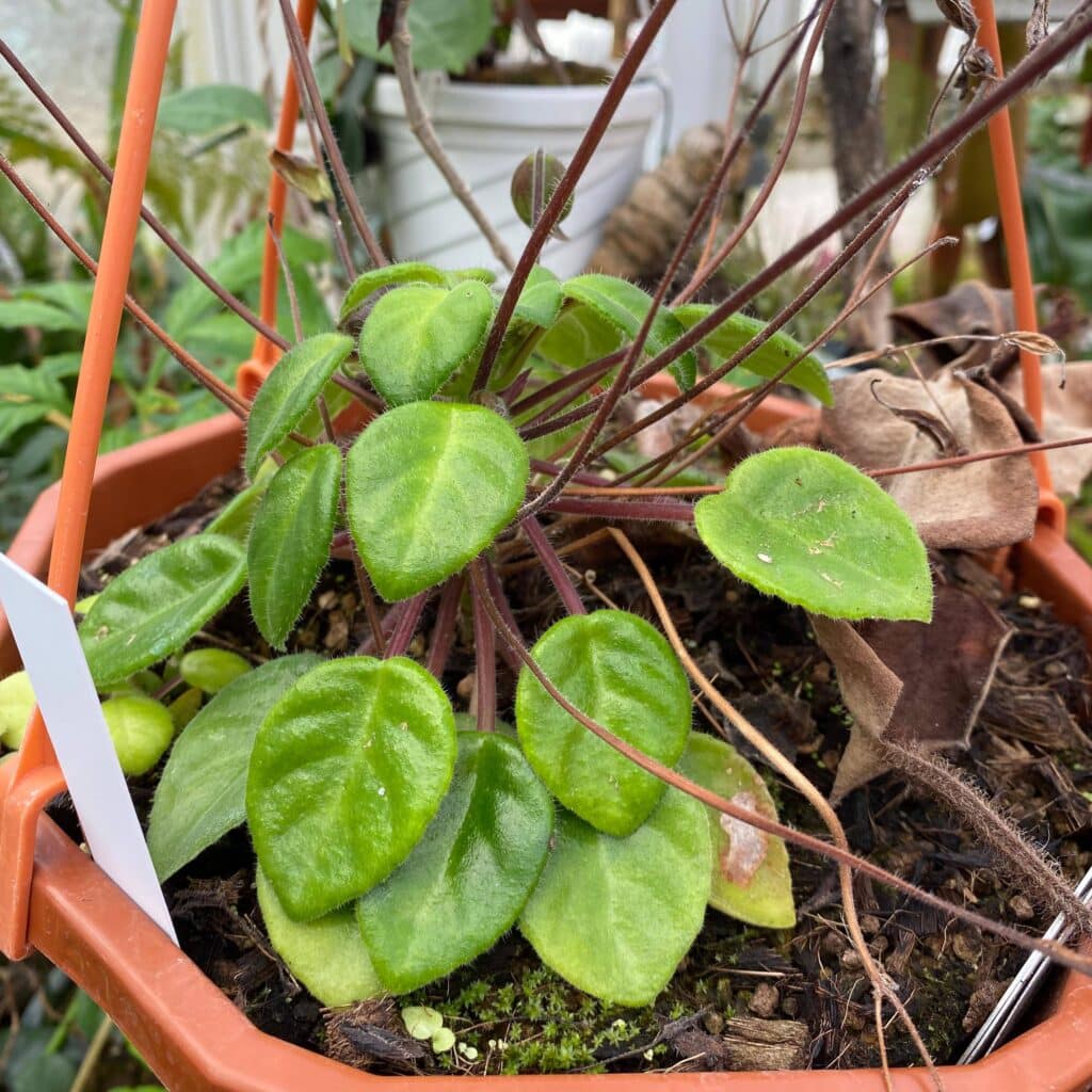 Chirita tamiana (Syn. Deinostigma tamiana (Gesneriaceae))
