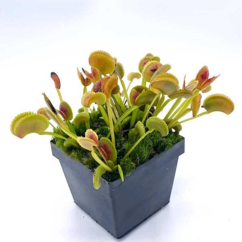 4h2XYfHOyJw0c1M9jg4h.jpg 4h2XYfHOyJw0c1M9jg4h.jpg