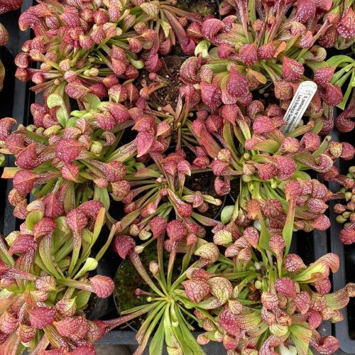 4kV81qAbv4liu9imXrqz.jpg 4kV81qAbv4liu9imXrqz.jpg