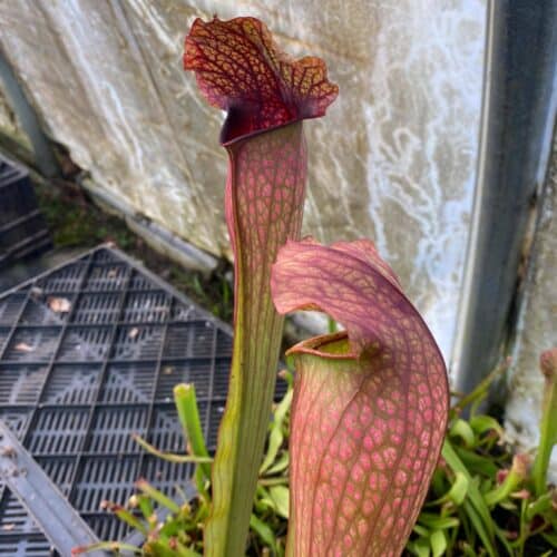 4oJTPU8tuvlun3HGISpV.jpg 4oJTPU8tuvlun3HGISpV.jpg