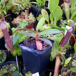 Nepenthes ramispina, Genting Highlands, 8-10 cm