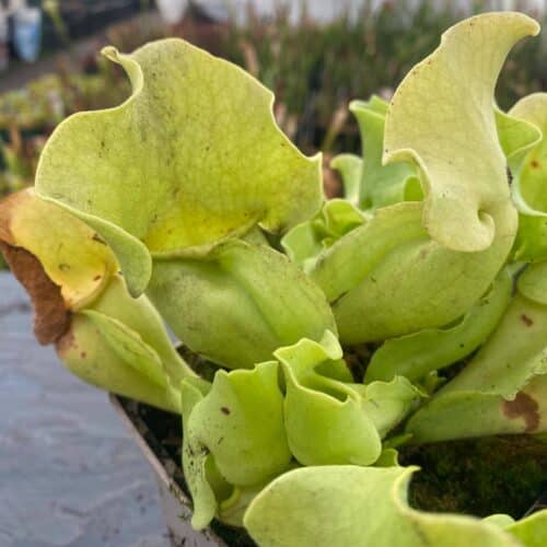 4sIGkfqfc5kPSq6YWXQK.jpg 4sIGkfqfc5kPSq6YWXQK.jpg