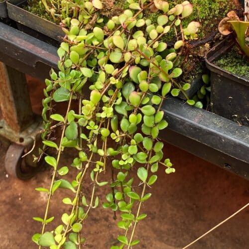 59szKNnr32VKgQfemc1H.jpg 59szKNnr32VKgQfemc1H.jpg