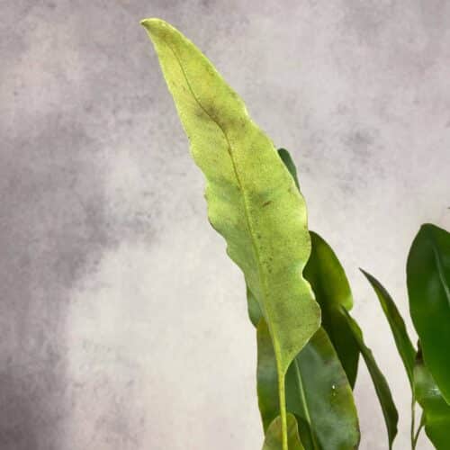 5Eoh6hRj9xVRGjTcE1yW.jpg 5Eoh6hRj9xVRGjTcE1yW.jpg