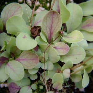 Utricularia calycifida "Pink Flower"