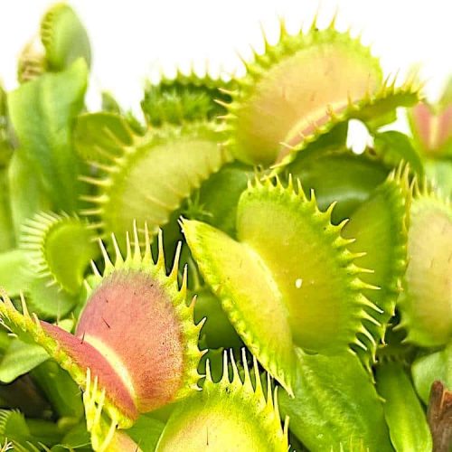 5Ev3swI1AHtHqNFk7SqW.jpg 5Ev3swI1AHtHqNFk7SqW.jpg