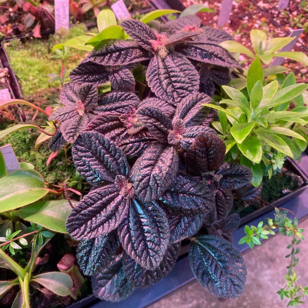 Pilea spec. dark red leaves