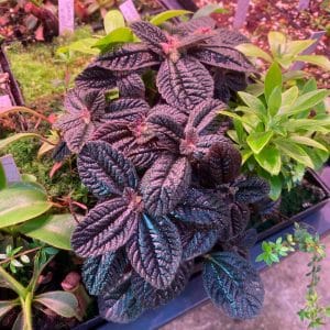 Pilea spec. dark red leaves