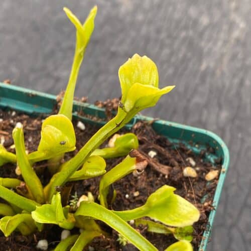 5MDZZcN1KLs9yNPEnbhm.jpg 5MDZZcN1KLs9yNPEnbhm.jpg