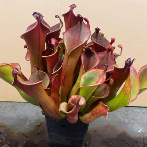 5fKLXK6sLIm3zDvuZLdj.jpg 5fKLXK6sLIm3zDvuZLdj.jpg