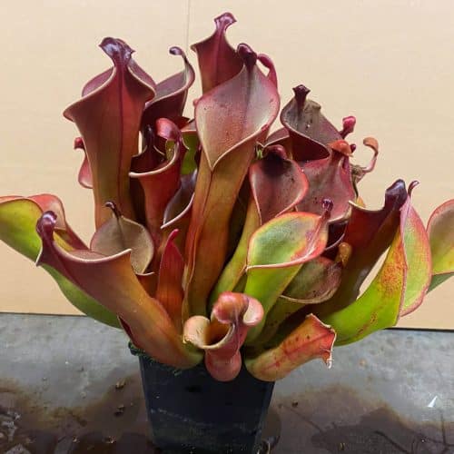 5fKLXK6sLIm3zDvuZLdj.jpg 5fKLXK6sLIm3zDvuZLdj.jpg