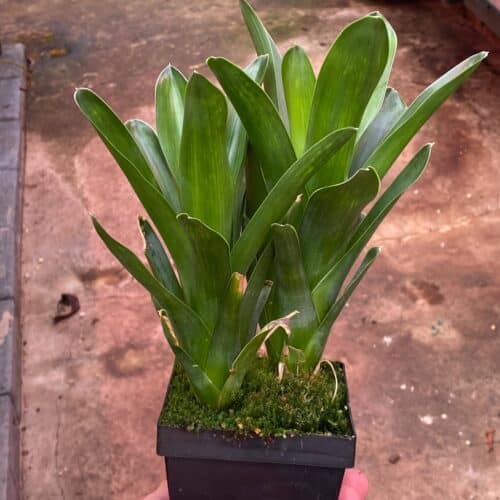 5l8uvRwSLosZrK6mWbiq.jpg 5l8uvRwSLosZrK6mWbiq.jpg