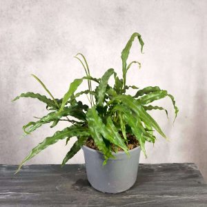 Elaphoglossum spec. Seychelles, Trois Freres