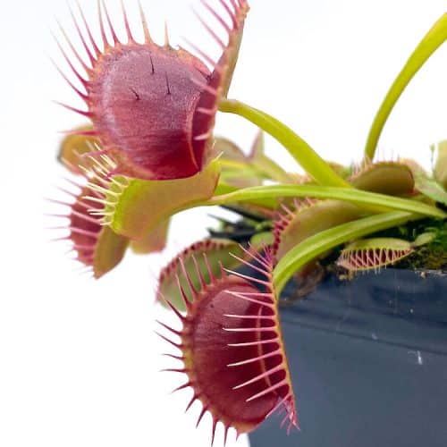 5uk9xFGITgunXFyt9uhk-1.jpg 5uk9xFGITgunXFyt9uhk-1.jpg