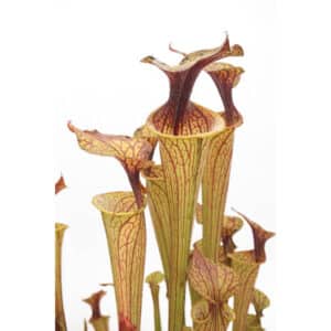 Sarracenia flava var. ornata, ex H. Cooper
