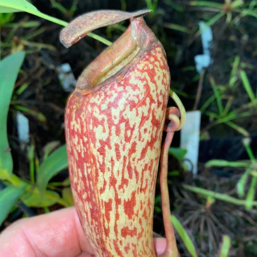 67XtQF5ZoUXoPo04cY6t.jpg 67XtQF5ZoUXoPo04cY6t.jpg