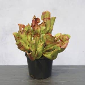 Sarracenia purpurea ssp. purpurea "Nearly Veinless Plant", Moss Lake, Grey Co., 15-20 cm