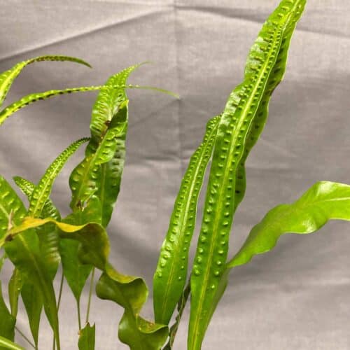 6EuSJiIVhrBbs8dAneVA.jpg 6EuSJiIVhrBbs8dAneVA.jpg