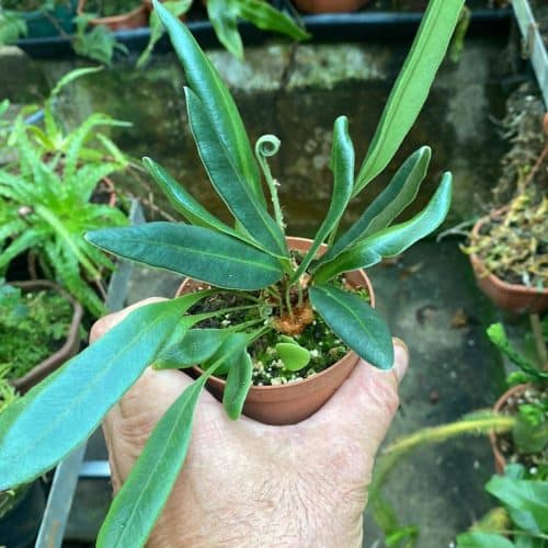 6L3zLnfCllWYnr0phzIU.jpg 6L3zLnfCllWYnr0phzIU.jpg