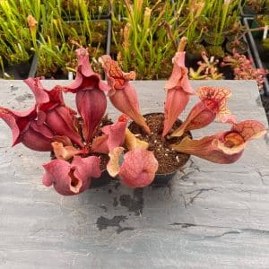 Sarracenia purpurea ssp. venosa var. burkei f. luteola x Chipola Giant, 12-14 cm