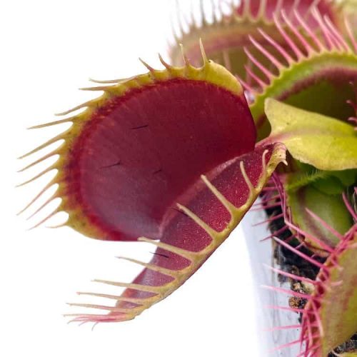 6OkerLoHrmJ38pZaseug.jpg 6OkerLoHrmJ38pZaseug.jpg